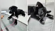 Denuncian caso de abuso sexual a una perrita en Ventanilla