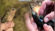 Científicos descubren una nueva especie de colibrí más grande del mundo en los Andes de Sudamérica