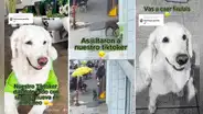Perrito callejero ‘asalta’ a mascota de tienda, se lleva su ropa y usuarios bromean: “Ni Firulais perdona”