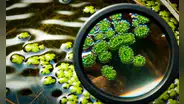 La fruta más pequeña del mundo mide menos de 1 milímetro y crece en países tropicales de Sudamérica