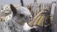 Conoce por qué hay tantas ardillas en LIMA y en que distritos de la capital puedes ubicarlas