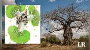 El misterioso origen de los baobabs: el 'árbol de la vida' que sale en el cuento El Principito