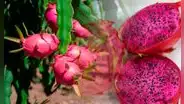 Fruta del dragón: mejora la digestión, refuerza el sistema inmune y produce colágeno de tu piel