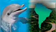 Los mejores destinos del mundo para el avistamiento de delfines: uno está en Sudamérica