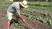 ¿Vuelve el régimen de  la ‘agroexplotación’?, por Fernando Cuadros Luque