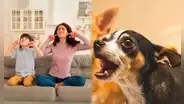 Mascotas ruidosas en Colombia: revisa lo que dice la Ley 675 sobre posibles multas