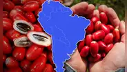 La fruta 'milagrosa', convierte los sabores ácidos en dulces, es cultivada en un país de Sudamérica