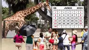 7 de junio: ¿es día feriado o NO laborable? Esto es lo que se sabe vía El Peruano
