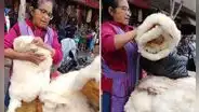 Peruana arrasa con ventas de piel de cordero en Lima y dicen: “Es eterno”