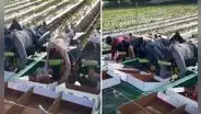 Innovadora plataforma permite a recolectores de fresas trabajar echados: "El trabajo soñado"