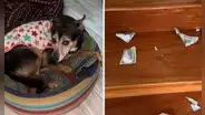 Perrito destruyó el dinero de su dueño tras quedarse solo en casa: “¡Mis ahorros!”