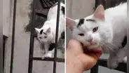 Joven tuvo emotivo reencuentro con su gatito y usuarios quedan impresionados: “¿Dijo 'papá'?”