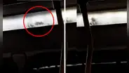 Peruano capta una rata corriendo dentro de panel de luces de bus y usuarios bromean: “Se quedó dormida”