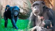 El inusual caso del chimpancé hembra que carga a su cría muerta hace 3 meses: expertos opinan de su conducta