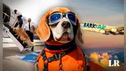 ¡Viaja con tu mascota! Conoce la primera aerolínea pet-friendly del mundo