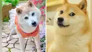 Luto en internet: fallece Kabosu, la icónica perra del meme de Doge, a los 18 años