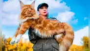 Descubre la raza de gato doméstico más grande del mundo originaria de América que puede pesar hasta 9 kg