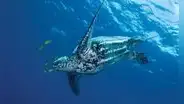 La tortuga más grande del mundo vive en América: pesa casi una tonelada y alcanza los 2 metros de longitud