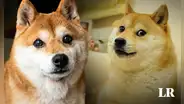 Así es la raza de Kabosu, la perrita de Japón que inspiró al meme Doge y falleció a los 18 años