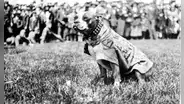 El perro con más condecoraciones de Estados Unidos, que salvó a su batallón en la Primera Guerra Mundial