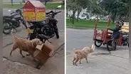 Tierno perrito se vuelve viral por ayudar a su dueño a juntar cajas de cartón: “Firulais reciclador”