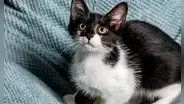Científicos de Finlandia detectan mutación única en gatos que pueden cambiar el color de su pelaje