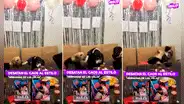 Perritos imitan pelea de hermanitas por pastel y desatan caos en fiesta canina