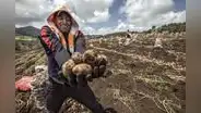 La historia de la papa: desde su llegada a Europa hasta su papel crucial en la crisis alimentaria