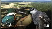 Investigadores identifican en Perú a las aves con la mayor contaminación de mercurio de Sudamérica