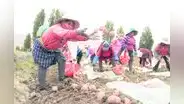 Las manos que cultivan la papa siempre pierden