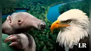 El único animal de la Tierra que tiene las 5 vocales en su nombre: habita mayormente en 3 países de Sudamérica