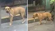 Peruana capta perrito en el Callao con un cuchillo en la boca y dicen “Firulais que se respeta”