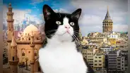 Las 5 ciudades que están en 2 continentes: en una los gatos callejeros son tratados como ciudadanos