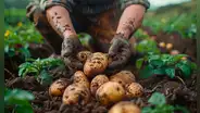 El país de Sudamérica donde se cultivaron papas por primera vez es confirmado por restos de hace 5.000 años
