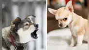 ¿Los perros pueden detectar las malas intenciones de las personas?: estudio lo revela