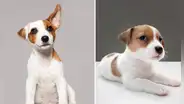 ¿Sabías que los perros pueden comprender hasta 200 palabras?: conoce cuáles son las más comunes