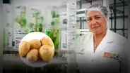 Científicos crean dos nuevas variedades de papa para combatir la anemia tras 10 años de investigación