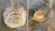 Hallan extraño pez en playas de Singapur y causa asombro en redes: “Tiene espinas venenosas”