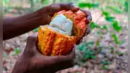 Científicos descubren nueva receta para elaborar un chocolate más saludable que aprovecha residuos del cacao