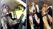 Refugio de animales sorprende al enseñar a perros a conducir autos y en redes bromean: “Tomaré un ‘perruber'”