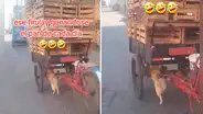 Perrito ayuda a su dueño a empujar triciclo de reciclaje y usuarios reaccionan: “Todo por las croquetas”