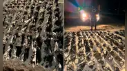 Policía incauta más de 3.000 aletas de tiburón camufladas en equipaje y valorizadas en $ 200 mil