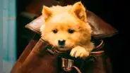 ¿Dónde y cómo VER ‘Hachiko 2: siempre a tu lado’ (2024) ONLINE’?