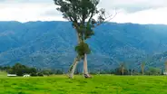 Conoce al extraño 'árbol andante' de 32 metros que sobrevivió a la tala de su bosque en Nueva Zelanda