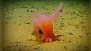 Especies que parecen de una película de ficción son descubiertas en las profundidades más oscuras del mar