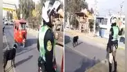 Policía conmueve al detener el tránsito para que perrito callejero cruce la Panamericana Norte: “Vale oro”