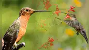 El colibrí más grande de la Tierra está en Sudamérica: mide como una mano y su pico es más largo que su cabeza