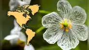 El ÚNICO país de América en el que crece la ‘flor esqueleto’: se vuelve transparente con la lluvia