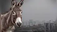 Lima vuelve a amanecer gris: ¿de dónde proviene la expresión 'cielo color panza de burro'? Senamhi explica