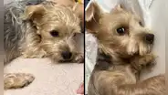 La Victoria: perrita escapó luego de que ladrones robaran su casa y ahora su familia la busca